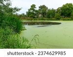 Small photo of Eutrophic settling pond overgrown with aquatic plants Piscia and duckweed (Lemna turionifera) and (Wolffia arrhiza), Odessa