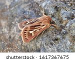 Antler Moth, Cerapteryx graminis. The beautifully attractive species sitting on a rock. 