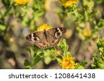 Close Up Of Buckeye Butterfly...