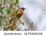 American Robin On Cloudy Day In ...