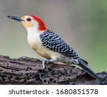 Red Bellied Woodpecker Perched...