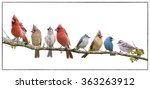 Assorted Songbird Flock...