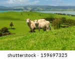Two Sheeps On Green Field Of...