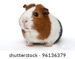 Guinea Pig On A White Background