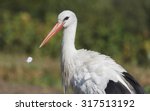 Beak and feather stork bird