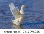 White Duck Standing In A Water...