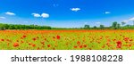 Panorama Of Poppy Field In...