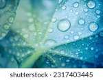 Beauty in nature. Relaxing soft blue green colors, macro water drops of dew in morning glow in sunlight. Beautiful leaf texture in nature. Natural background wallpaper. Idyllic spring summer closeup