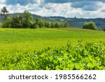 Selective focus clover leave and blue sky. Agricultural landscape in the Czech Republic. Cattle feed. Green clover