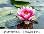Beautiful Pink Water Lily In A...