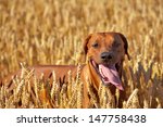 Dog In The Rye Wheaten Field