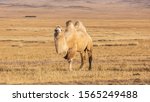 The bactrian camel  camelus...