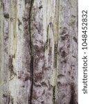 Small photo of organic structure, front view, weathered wooden texture in detail