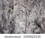 Small photo of organic structure, front view, weathered wooden texture in detail