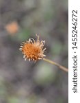 Small photo of Single-flowered sawwort seed head - Latin name - Klasea lycopifolia (Serratula lycopifolia)