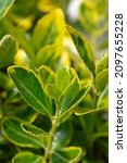 Small photo of Japanes spindle Aureus leaves - Latin name - Euonymus japonicus Aureus