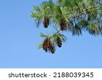 Himalayan Pine Branches With...