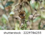 Prickly Poppy seed capsule - Latin name - Argemone platyceras