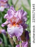 Small photo of Tall bearded iris Persian Berry flower - Latin name - Iris barbata elatior Persian Berry