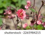 Small photo of Avens Tempo Rose flowers - Latin name - Geum Tempo Rose