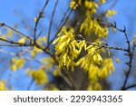 Small photo of Forsythia Arnold Dwarf branch with yellow flowers - Latin name - Forsythia x intermedia Arnold Dwarf