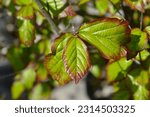 Small photo of Parottia Persian Spire leaves - Latin name - Parrotia persica Persian Spire