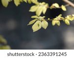 Small photo of Small-leaved elm Silvery Gem branch with new leaves - Latin name - Ulmus minor Silvery Gem