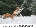 Two You Siberian Tigers Playing ...