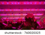 Hothouse with agricultural cultures and led lighting equipment