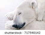 Beautiful Polar Bear Sleeping...