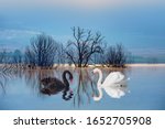 Black & White swan with reflection on water on the background lake trees