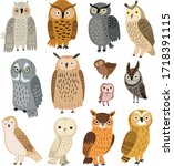 Owls. Vector set of different owls 