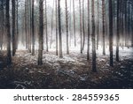 Landscape of spooky winter forest covered by mist