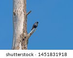 Common European Starling in a Dead Tree in Chinoteague National Wildlife Refuge in Virginia