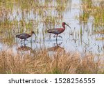A Pair Of Glossy Ibis In A...