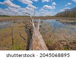 Dead Tree Stretching into the Wetlands in the Horicon Marsh in Wisconsin