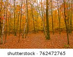 Colorful Leaves on the Trees and the Ground in Potawatomi State Park in Wisconsin