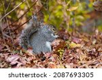 Eastern Grey Squirrel In...