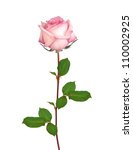 Beautiful Single Pink Rose...