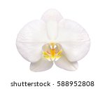 Beautiful Flower Orchid  White...