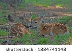 Two Baby Spotted Deer Lying...