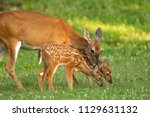 A white-tailed deer doe and its two fawns in an open meadow in summer