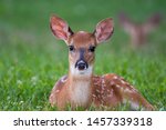 Cute Baby White Tailed Deer...