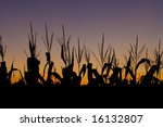 the sun sets over a corn field... | Shutterstock . vector #16132807