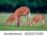 A white-tailed deer doe and two fawns in an open meadow in summer