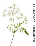 Small photo of Cow Parsley or Wild Chervil isolated on white