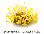 Witch hazel flower isolated on...