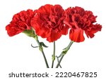 Red Carnations Flowers Isolated ...