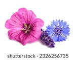 Small photo of Mix officinal flowers isolated on white background