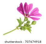 Mallow Flower With Leaves And...